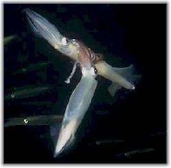 opal_squid